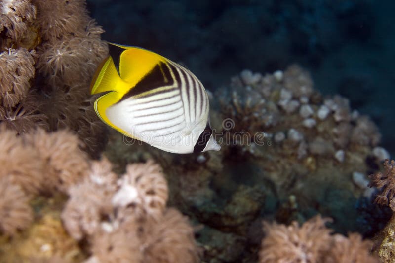 Threadfin butterflyfish (chaetodon auriga)