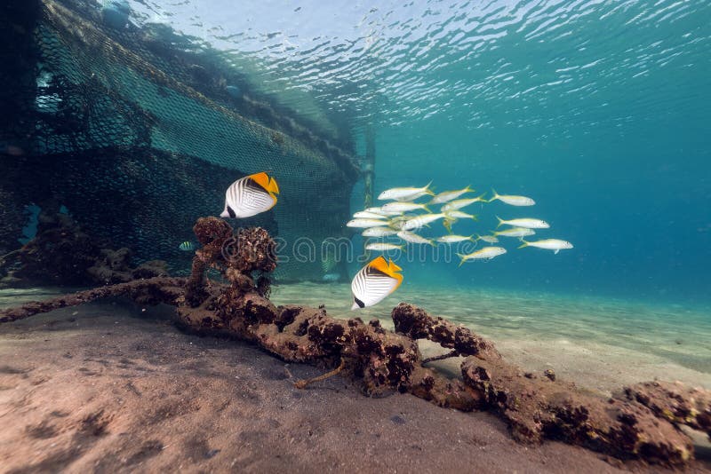 Threadfin butterflyfish (chaetodon auriga) in the Red Sea.