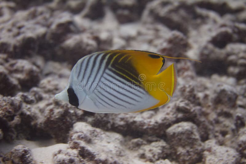 Threadfin Butterflyfish on Coral Reef Stock Image Image of beauty