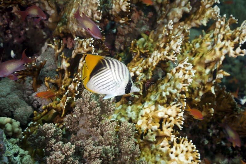 Threadfin Butterflyfish and Ocean Stock Photo Image of reef, scuba