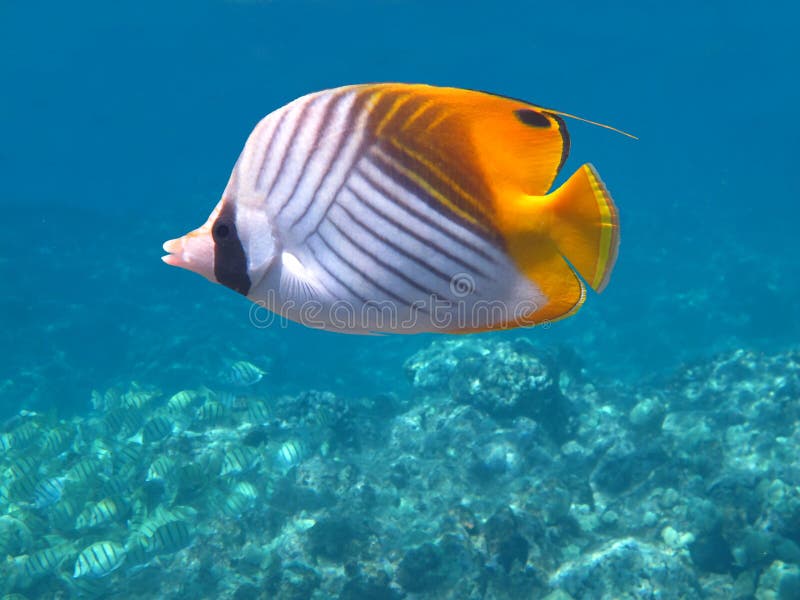 Threadfin Butterflyfish stock image. Image of black, environment 30977169