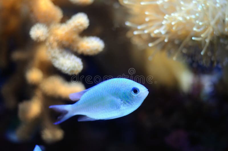 threadfin för apogoncardinalfishleptacanthus arkivfoton threadfin för apogoncardinalfishleptacanthus arkivfoton