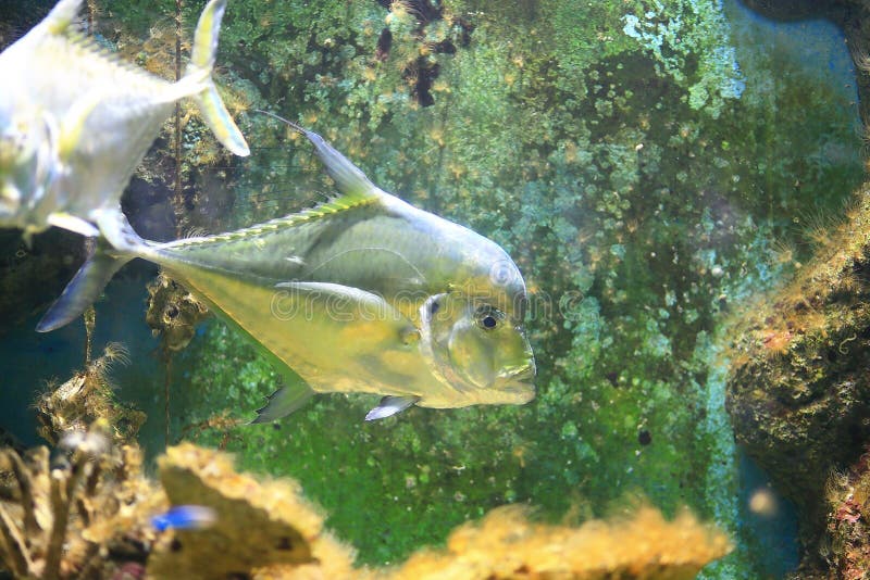 Threadfish indio imagen de archivo. Imagen de estuarios 56036143