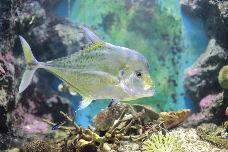 Threadfish indio imagen de archivo. Imagen de estuarios 56036143