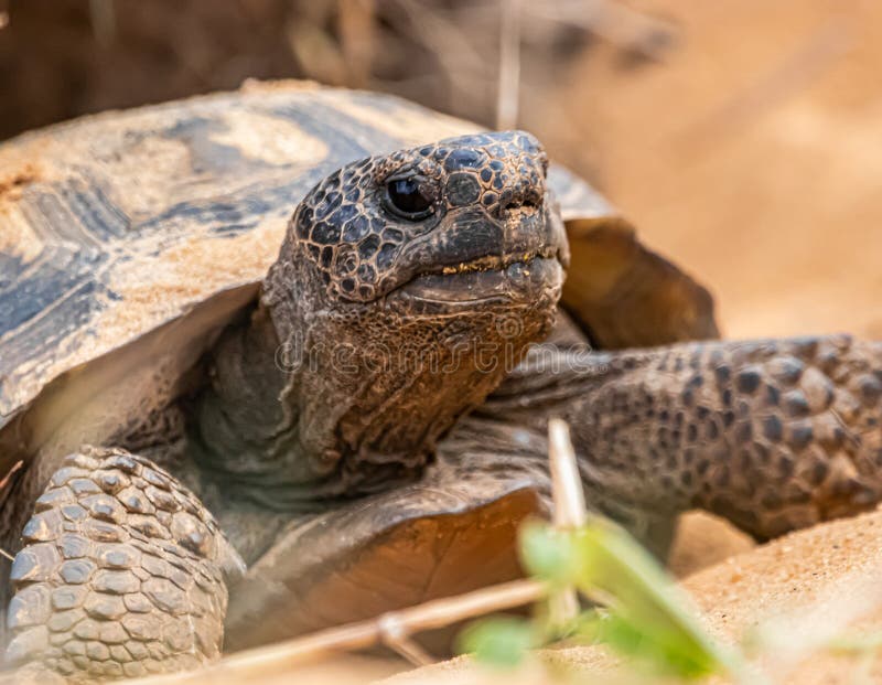 The Threatened Florida Gopher Tortoise