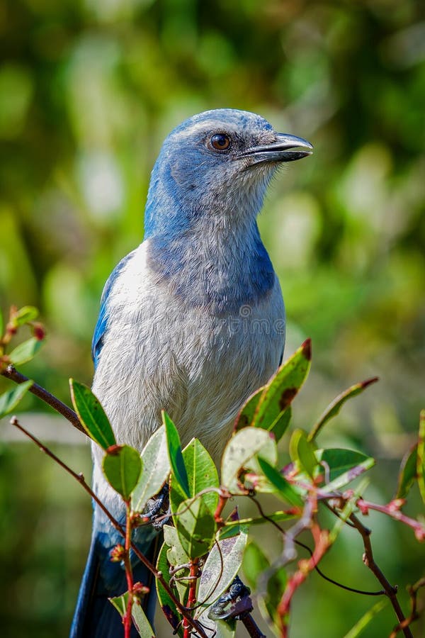 Threatened Florida ScrubJay Stock Image Image of animal, blue 66805175