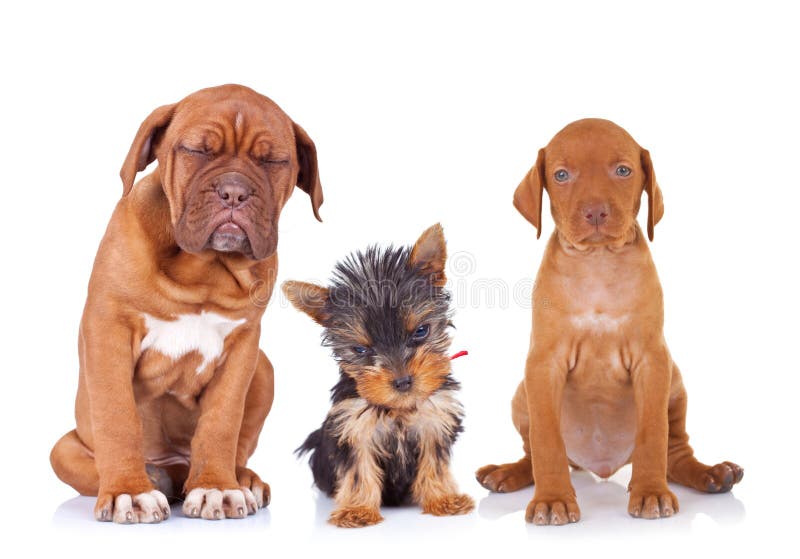 Three adorable sleepy puppies sitting on white background