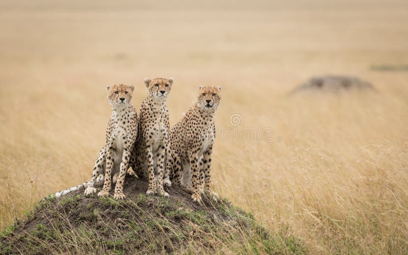 Three adult cheetah brothers sitting on termite mound in Masai Mara Kenya royalty free stock photos