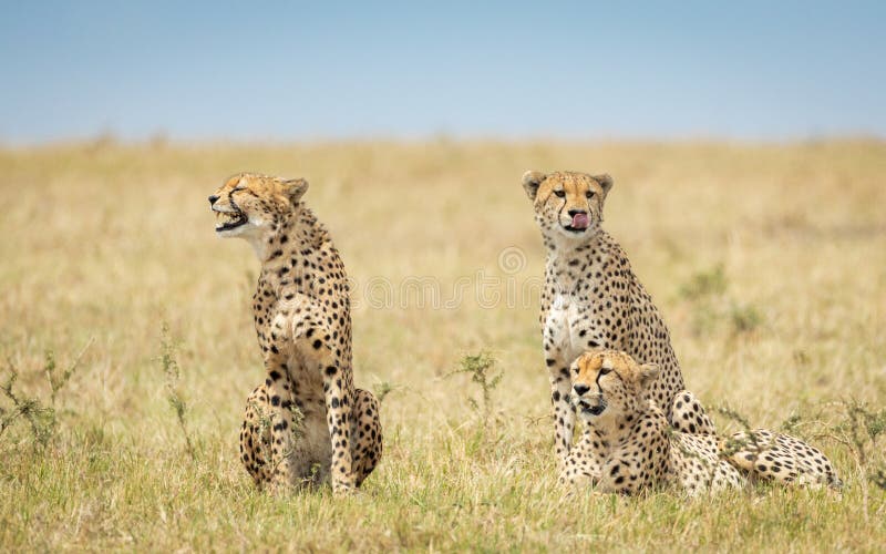 Three adult cheetah males sitting in grass one of cheetah showing teeth in Masai Mara Kenya royalty free stock photos