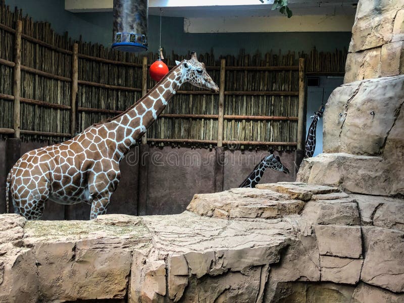 Three African Giraffes Inside Zoo in Illinois Stock Image - Image of