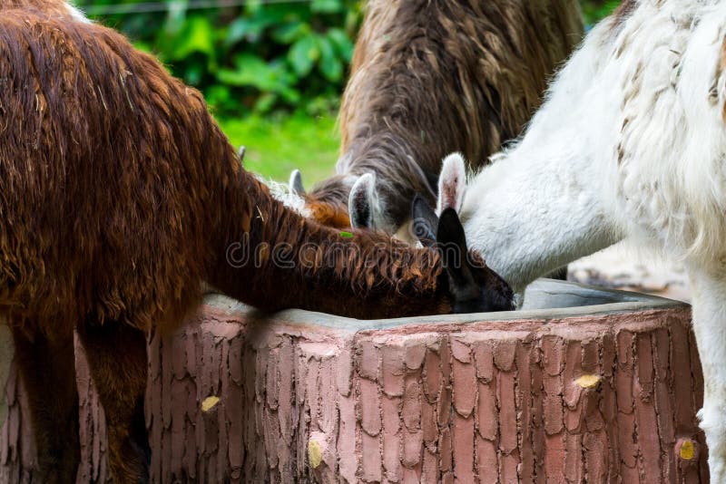 Three Alpacas Approach a Caretaker for Food Provision Stock Image