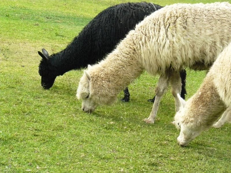 Three Alpacas eating grass stock image. Image of alpaca 111894565