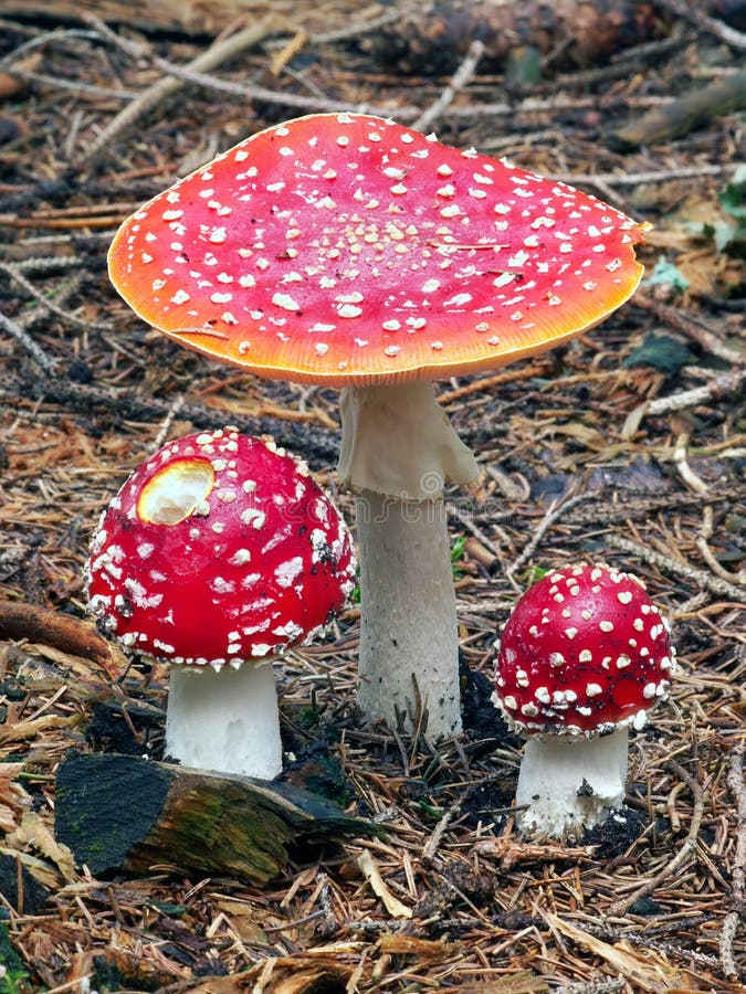 Tri Amanita muscarias v lese