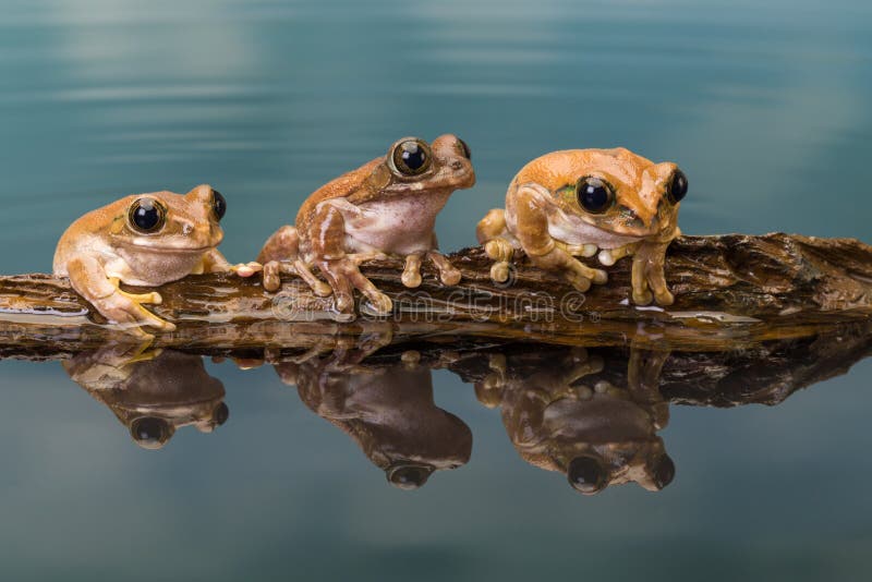 Three Amazon milk frogs on a log