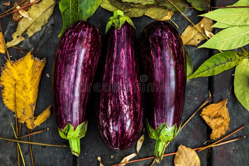 Three aubergine with leaf stock photo. Image of leaf 131231352