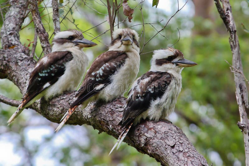 Three Australian laughing kookaburras perched on a tree