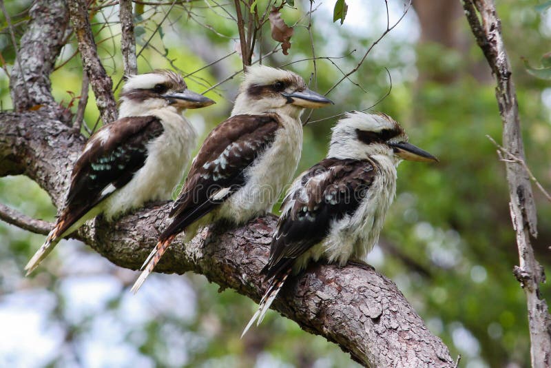 Three Australian laughing kookaburras perched on a tree