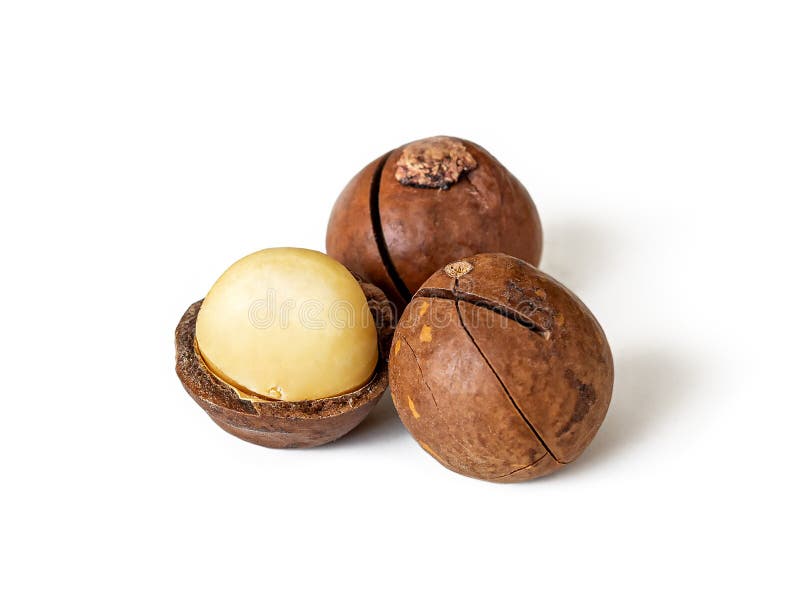 Australian Macadamia Nut Handing on Macadamia Tree Ready for Harvest Stock Photo Image of