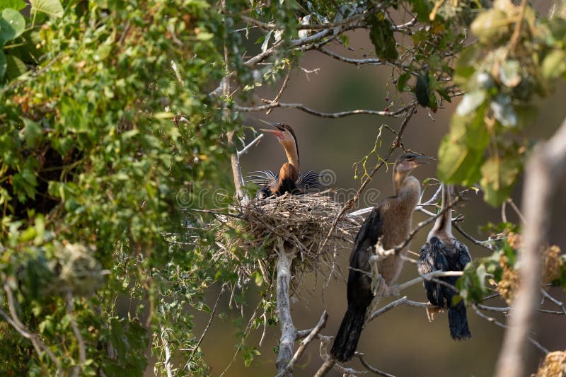 Three Birds Sit on Top of a Nest in the Tree Stock Image Image of