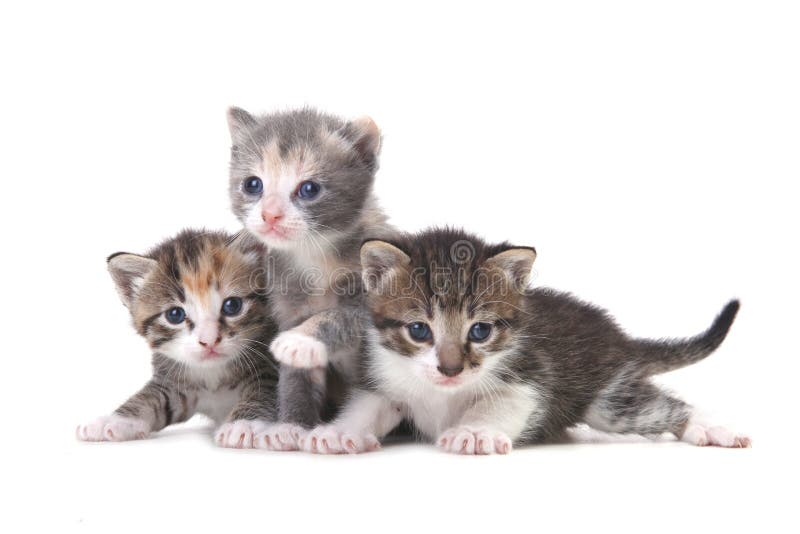 Three Baby Kittens on a White Background