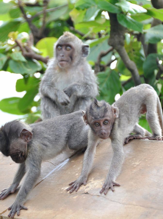 Three Baby Monkey