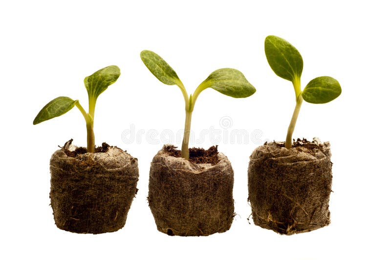 Row of squash seedlings