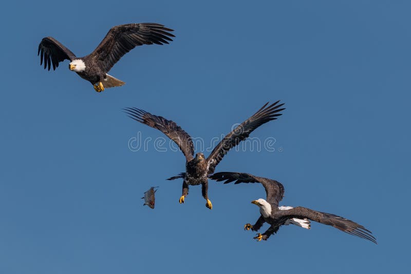 Two Eagles Fighting in Flight, Eagles Flying Against Colorful Sky with Clouds in Hokkaido, Japan