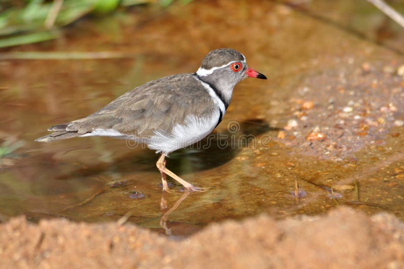 Three-banded Plover