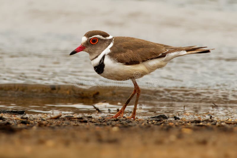 Three-banded Plover - Charadrius tricollaris small wader, resident in much of eastern and southern Africa and Madagascar, inland