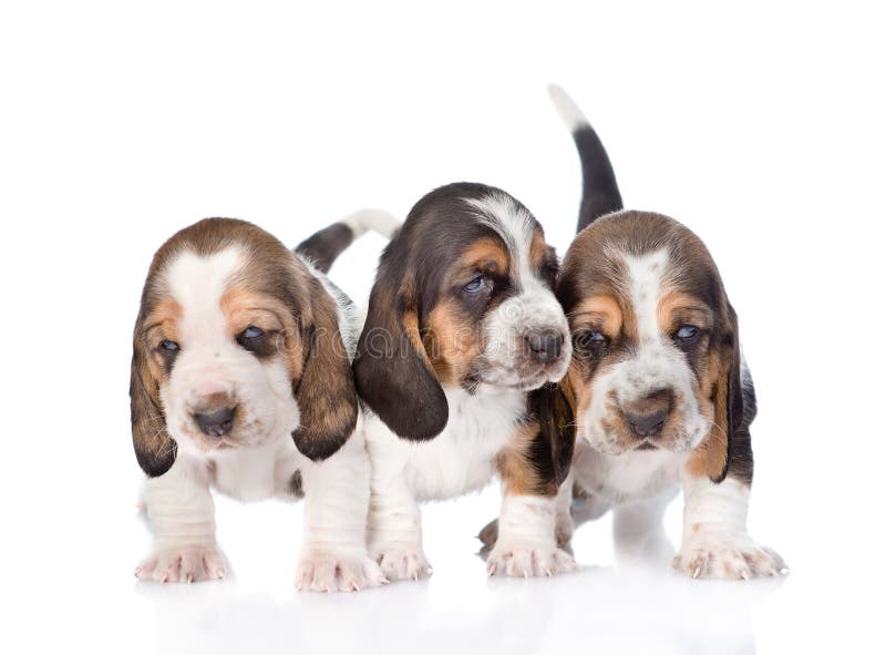 Three Basset Hound Puppies Standing in Front. Isolated on White Stock ...