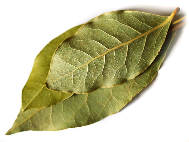 Three bay leaves on white