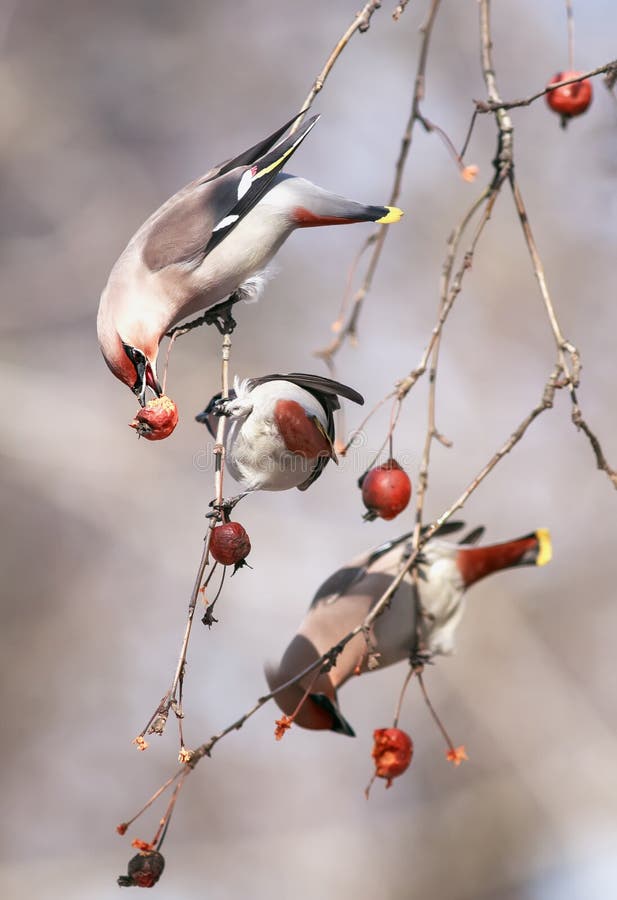 beautiful birds of whistles hang on the branches of an Apple tree eating fruit in a winter Sunny garden