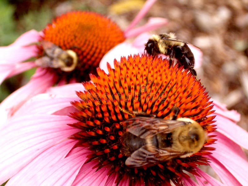 Three Bees on Bright Flowers Stock Image Image of unique, pollen 1848405