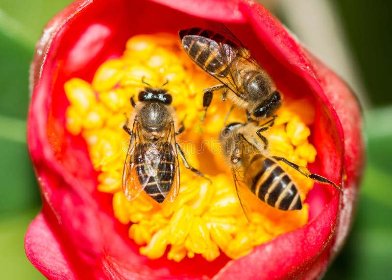 Three Bees Feeding And Working Together Stock Photo Image of insect