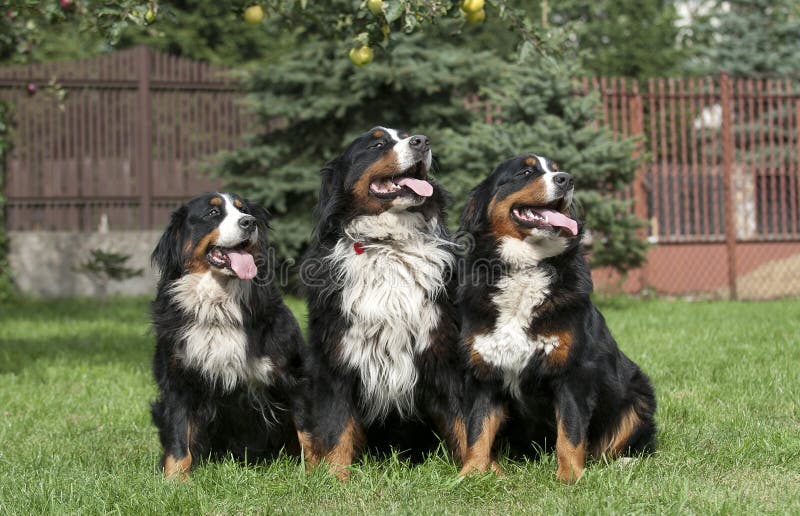 Three Bernese Mountain Dog portrait