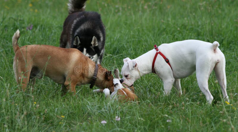 Three Big Dogs Playing With Little Beagle