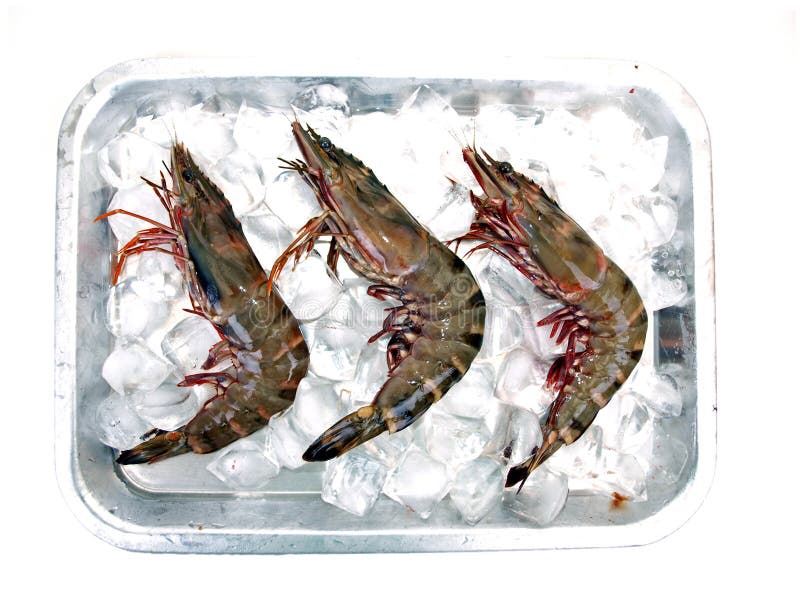 Three Big Sea Tiger Prawns