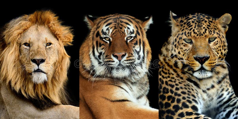 Three Big Wild Cats Leopard, Tiger, Lion Stock Image - Image Of Background,  Mane: 169159653