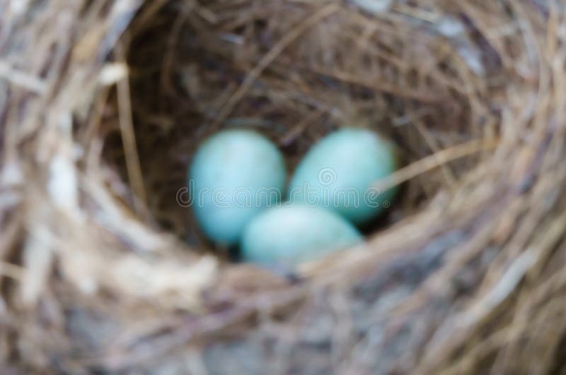 Three birds eggs in nest stock photo. Image of health 296122098