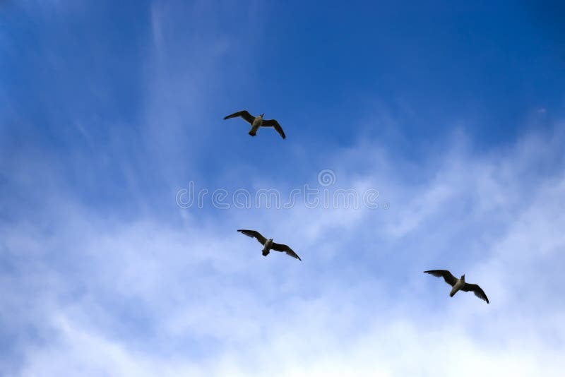 Three Birds Flying on a Blue Sky Background Stock Image - Image of lead,  team: 7444797