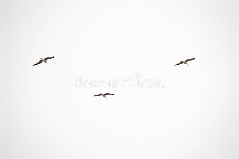 Three birds in mid-flight captured in perfect formation, with a background of clear blue sky conveying a sense of freedom and lightness. Three birds in mid-flight captured in perfect formation, with a background of clear blue sky conveying a sense of freedom and lightness.
