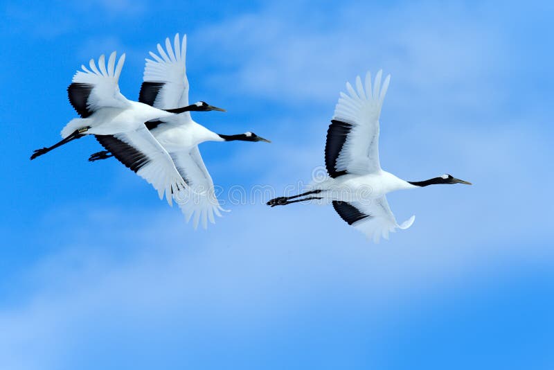 Three birds on the sky. Flying white birds Red-crowned cranes, Grus japonensis, with open wings, blue sky with white clouds in