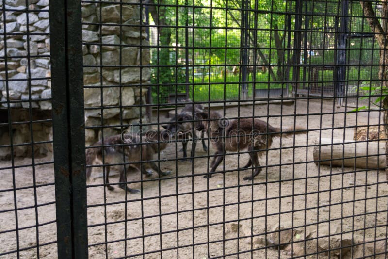 Three black hungry wolves fight stock photography Three black hungry wolves fight stock photography