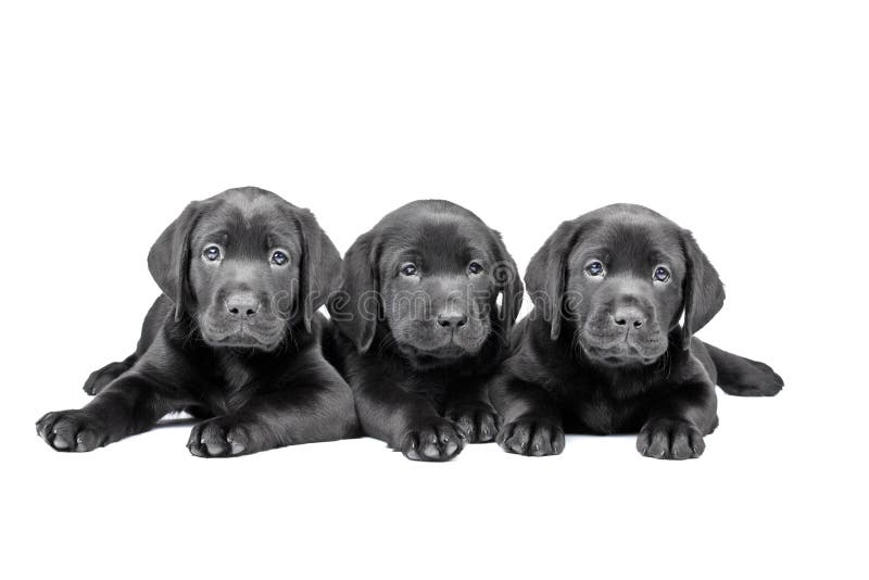 Three black lab puppies