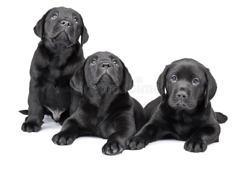 Three black labrador puppies