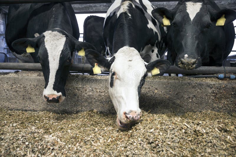 Three black and white cows eating in stable