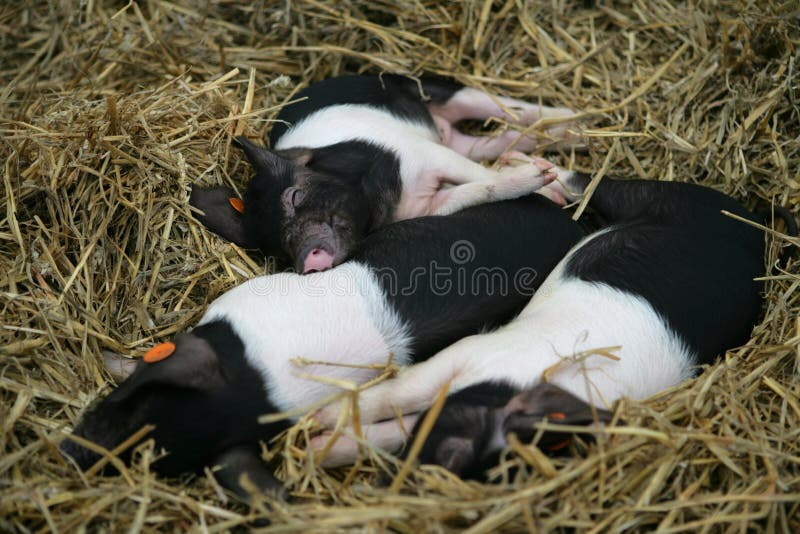 Three black and white piglets sleeping
