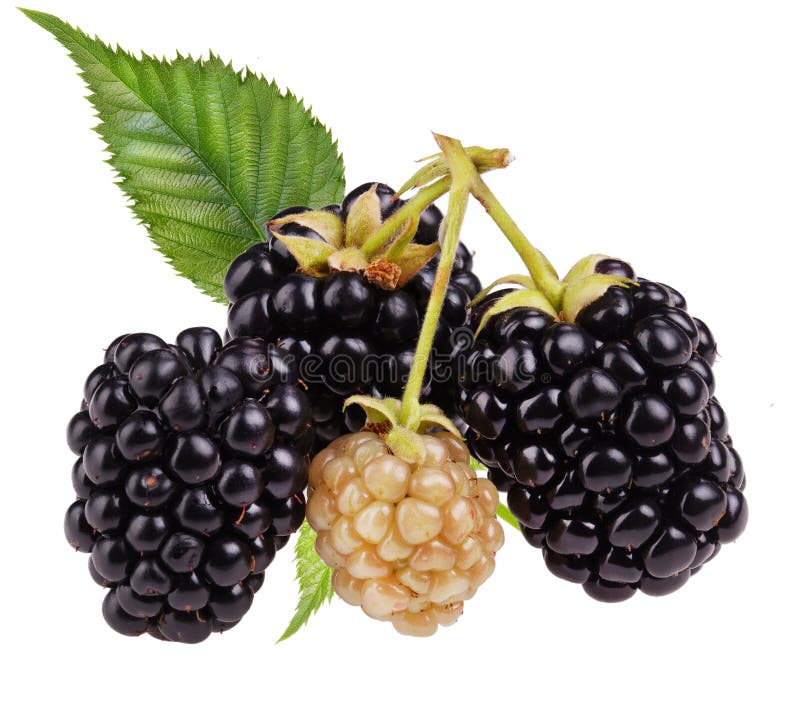 Three Blackberry With Leaf Isolated On A White Background Closeup