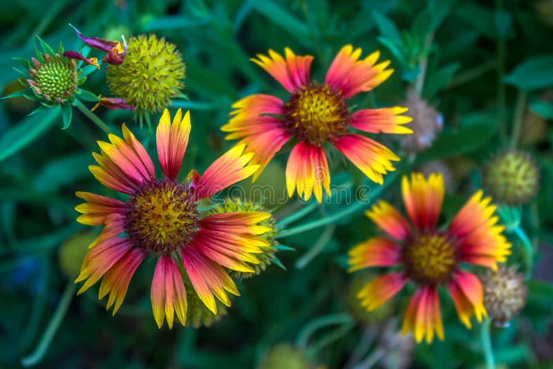 Three Blanket flower