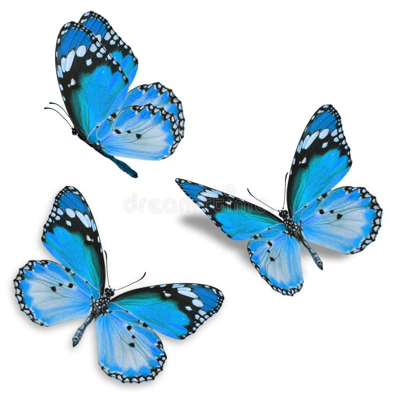 Blue and white butterfly stock image. Image of color 64140827